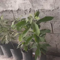 نهال آووکادو فروشی