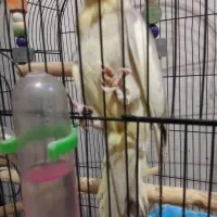 عروس|پرنده|گرگان, |دیوار