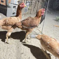 مرغ اصیل|حیوانات مزرعه|میناب, |دیوار