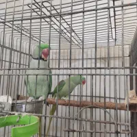 بزرگترین پت شاپ و قصر پرنده در سمنان