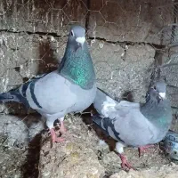 کفتر|پرنده|یونسی, |دیوار