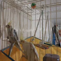 عروس هلندی زیبا|پرنده|قم, سید معصوم|دیوار