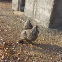 مرغ برهما BSO