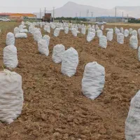 سیب زمینی|عمدهفروشی|کبودرآهنگ, |دیوار