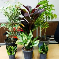 پک ۶ تایی گلدان - ارسال رایگان در تهران