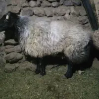 قوچ افشاری درجه یک|حیوانات مزرعه|خانمیرزا, |دیوار