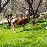 گاو سمینتال درجه یک