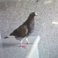 کبوتر شازده ماده گمشده