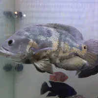 ماهی اسکار بزرگ