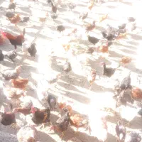 جوجه های بزرگ|حیوانات مزرعه|صحنه, |دیوار