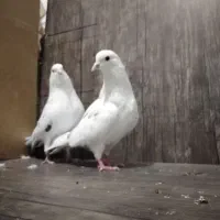 کبوتر|پرنده|هرسین, |دیوار