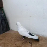 کفتر دم سیاه|پرنده|شیراز, نیستان|دیوار