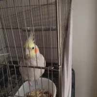 عروس هلندی