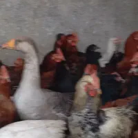 خروس مرغ غاز|حیوانات مزرعه|پیشوا, |دیوار