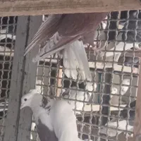 یه تعداد حیون درجه یک نر و ماده