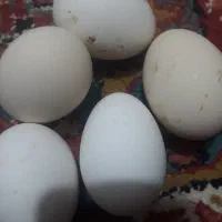تخم مرغ محلی نتفه دار و اصل دونه ۲۰ هزار