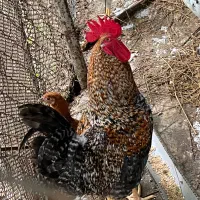 خروس نژاد سلطان و محلی