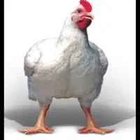 فروش مرغ گوشتی