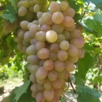 انگور سرخ فخری