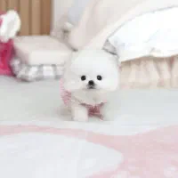 ما.لتیز|سگ|کرمانشاه, |دیوار