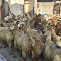 *عرضه دام زنده بهداشتی مکانی مجهز ارگانیک گوسفند*