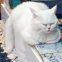 گربه|گربه|سبزوار, گلشن|دیوار