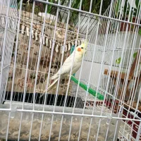 عروس هلندی نر