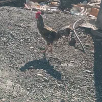 خروس فروشی|حیوانات مزرعه|توکهور, |دیوار