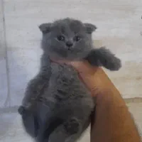 گربه اسکاتیش فولد بلو خرسی