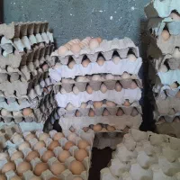 تخم مرغ غ محلی