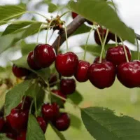 تک و عمده انواع نهال ریشه لخت و گلدانی