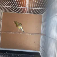 یک جفت قناری یک سر