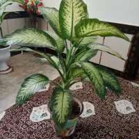 گل دیفن