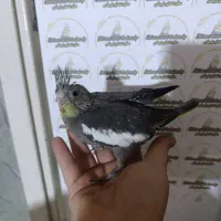 عروس هلندی سرلاکی نرمخور دونخور دستی نرماده بالغ|پرنده|شیراز, پودنک|دیوار