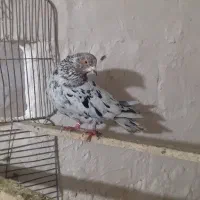 کبوتر سرور گرفتنی|پرنده|سلماس, |دیوار