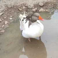 غاز نر