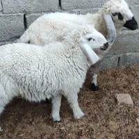 گوسفند|حیوانات مزرعه|سراوان, |دیوار