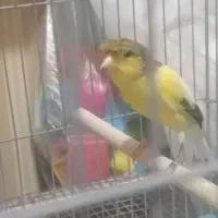 قناری نر ابلق طلایی|پرنده|ششده و قره بلاغ, |دیوار