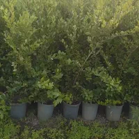 یاس هلندی سطل12