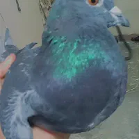 چاپی|پرنده|مسجد سلیمان, |دیوار