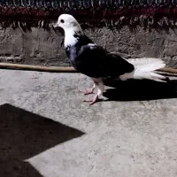 کفتر شازده