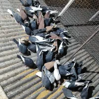 کبوتر پلنگ.انگل