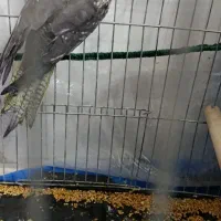عروس هلندی نر