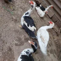 فروش دوعدد اردک اسرائیلی نر