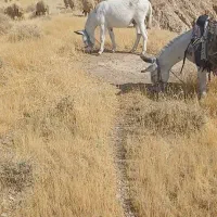 فروش الاغ نر