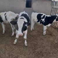 گوساله نر قطع شیر|حیوانات مزرعه|خنجین, |دیوار