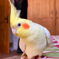 عروس هلندی لوتینو|پرنده|قوچان, |دیوار