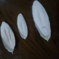 کف دریا|لوازم جانبی حیوانات|تهران, مولوی|دیوار