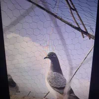 نر ماده|پرنده|گوهرکوه, |دیوار