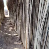 انواع نهال صنوبر یکساله ودوساله در نهالستان غرب|خدمات باغبانی و درختکاری|بانه, |دیوار